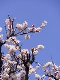 妻籠の桜