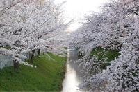 御用水跡公園の桜