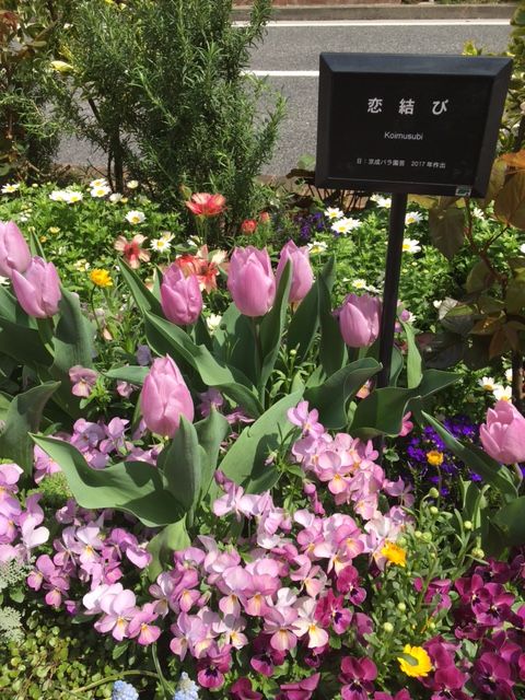 新横浜　スタジアム通り　春の花