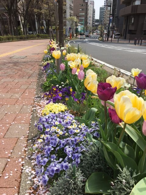 新横浜　スタジアム通り　春の花