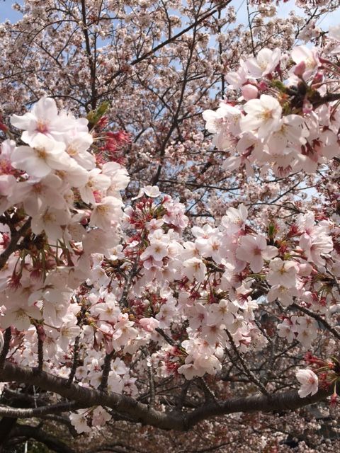 新横浜　日産スタジアム付近の桜