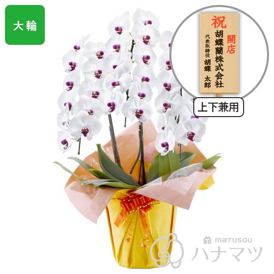 松装の胡蝶蘭通販「ハナマツ」20000円コース商品例