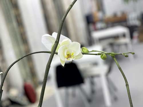 松装青山ショールームで胡蝶蘭が6回目の開花