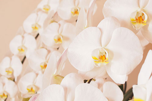 美しさと花もちの良さが魅力の胡蝶蘭