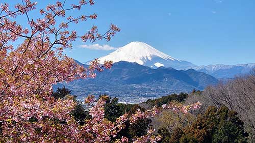 足利 早咲きの桜と富士山
