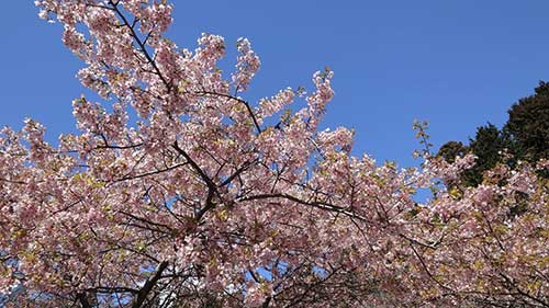 足柄 早咲きの桜