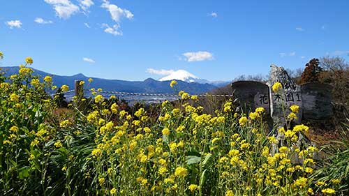 足柄 菜の花と富士山