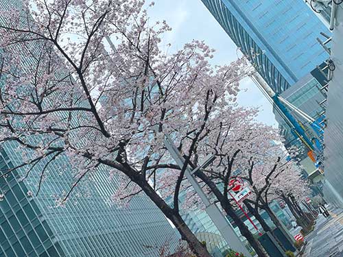 2024年　東京日本橋の桜
